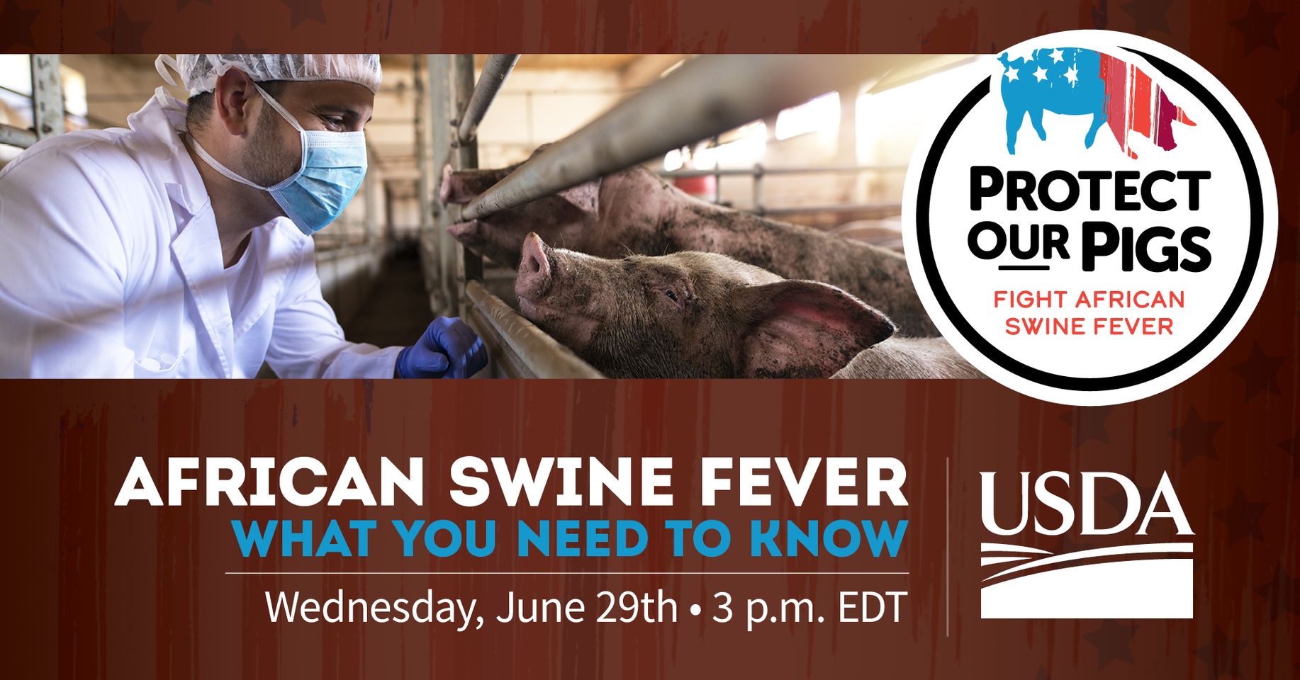 African swine fever: What you need to know
