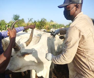 Nigerian veterinarian examining cattle