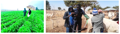 2 scenes related to Nigerian agriculture